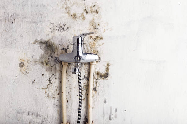 Best Basement Mold Remediation in West Lafayette, OH