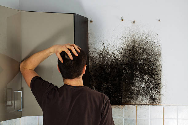 Best Black Mold Remediation in West Lafayette, OH